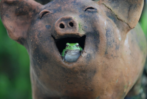 laughter, tree-frog, pig
