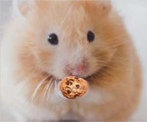 Mouse cookie