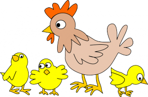 poultry-152370_640