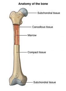 An average of 6 million people in the United States will break a bone each year.