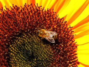 sunflower with bee