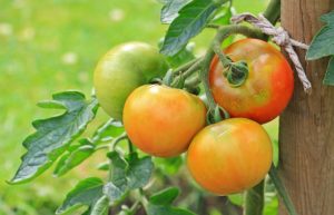 tomatoes on tree