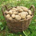 potatoes-501132_640