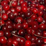 cranberries-1714174__180