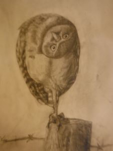 florida-owl