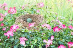 Egg in a basket in a field of flowers