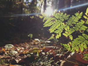 leaves in the woods