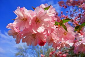 flowers on tree branch