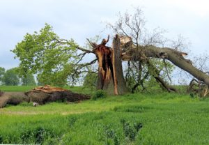 storm-damaged tree in field