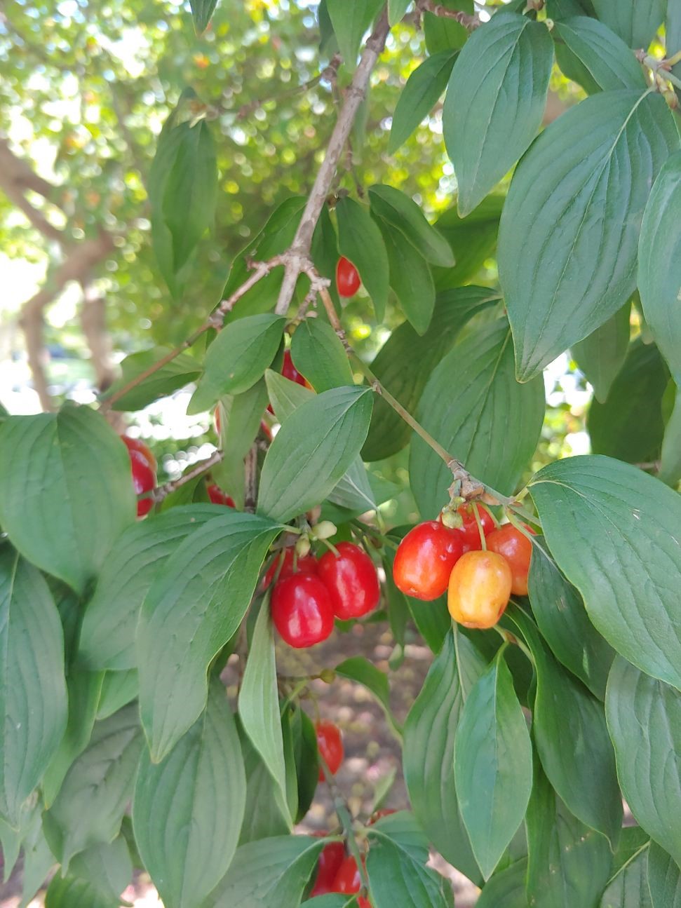 leaves and ripening cornelia cherry dogwood 
