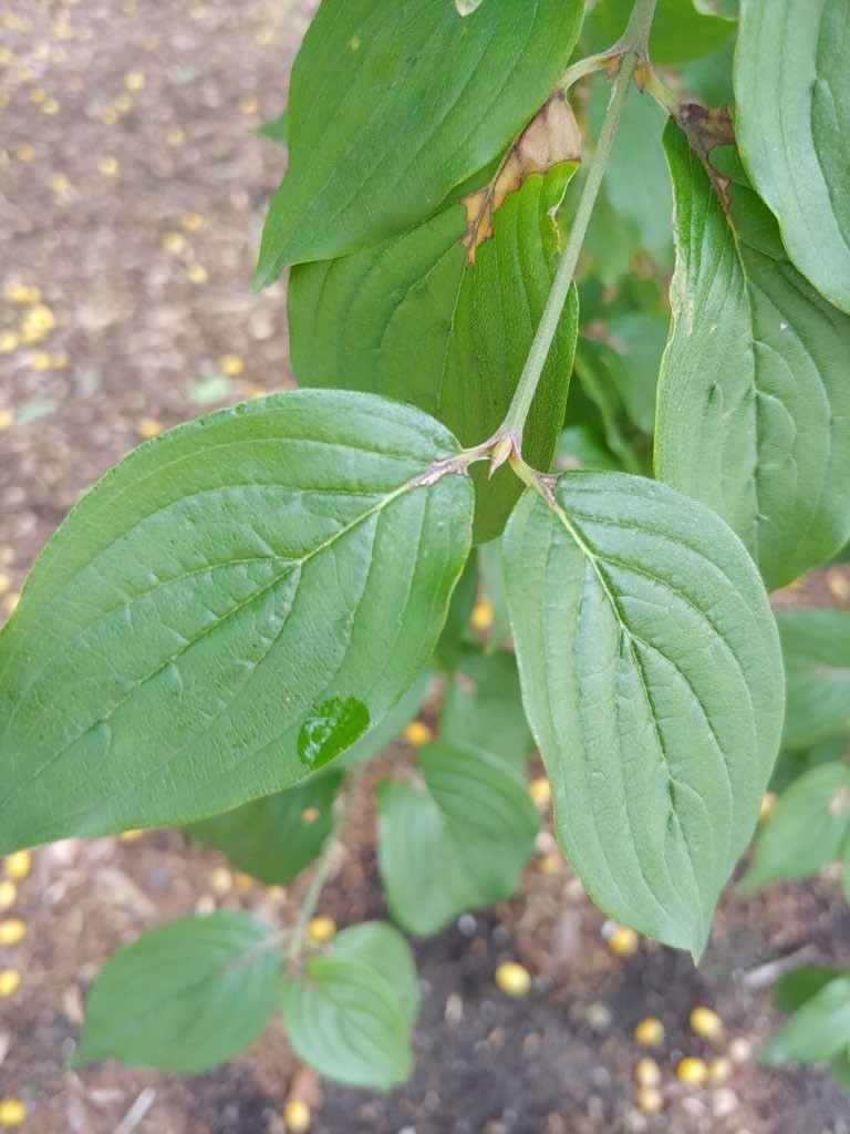 cornelian cherry dogwood leaves