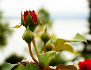 Rose, Thorn and Bud