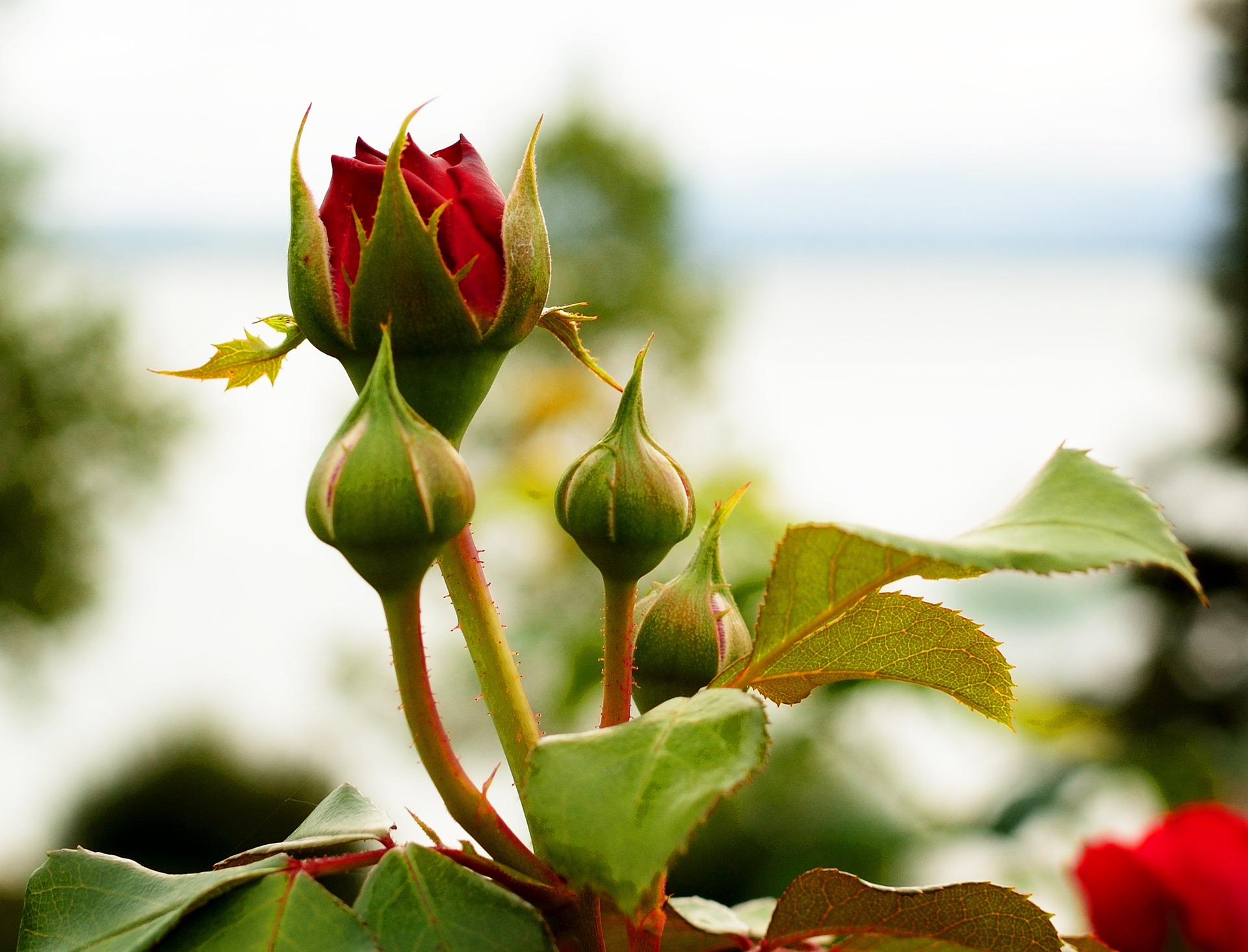 red rose bud