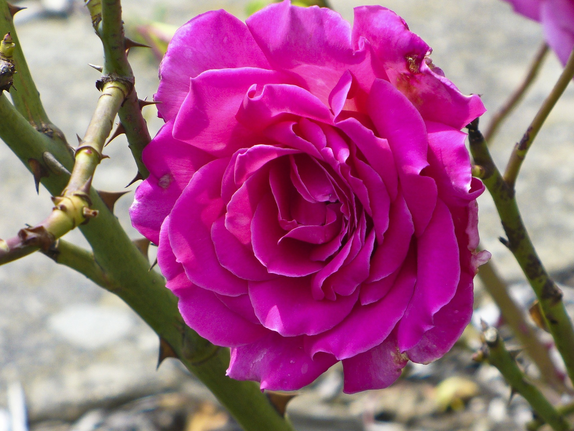 Rose Bud Thorn Work Examples