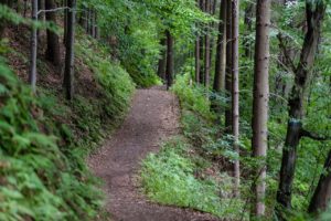 Dirt path with trees