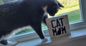 Gray and white domestic short hair cat knocking over "cat mom" wooden sign on windowsill.