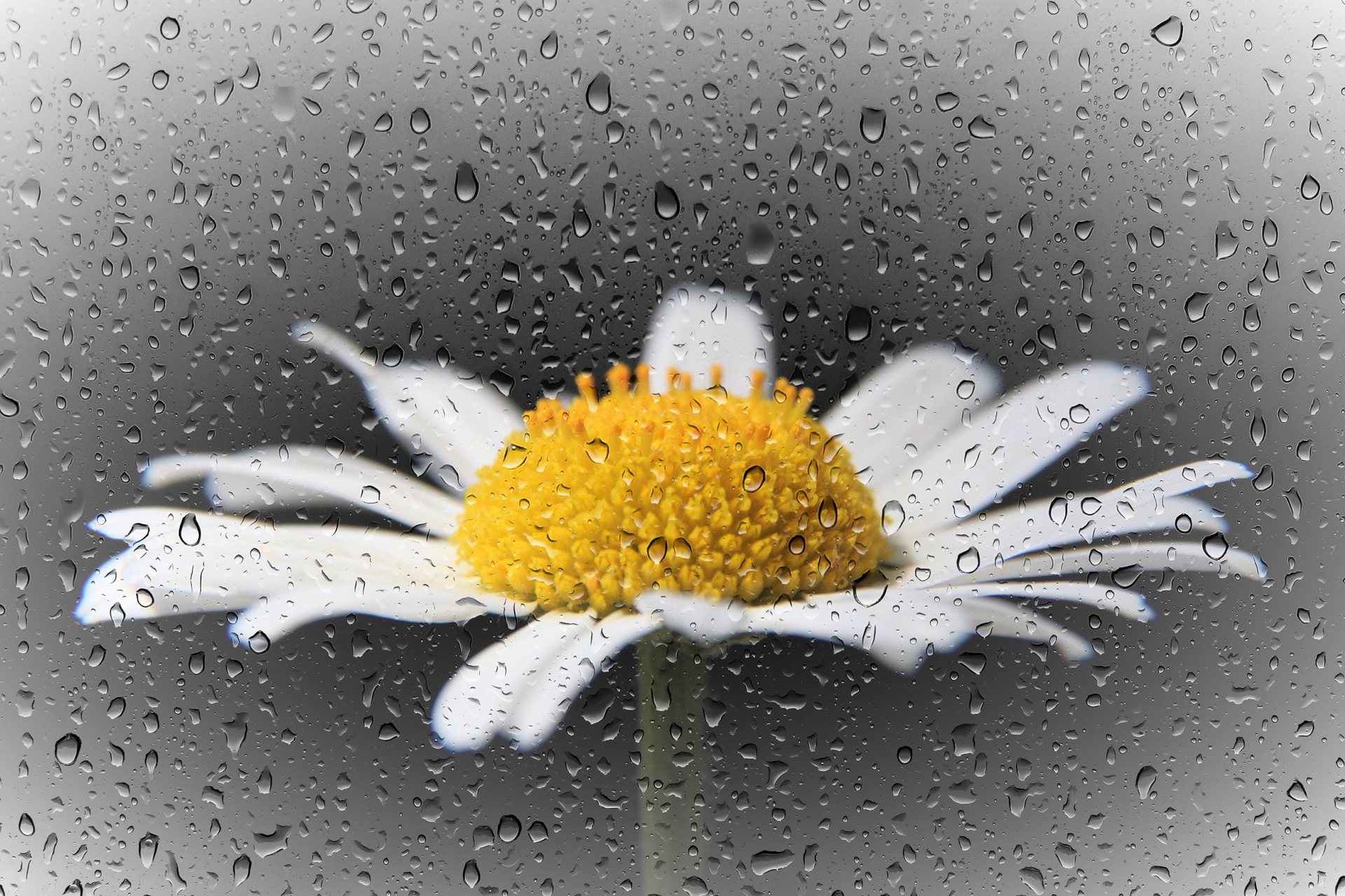 picture of daisy with raindrops